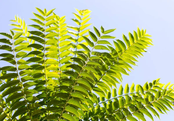 Blad Ett Träd Naturen Parken Naturen — Stockfoto