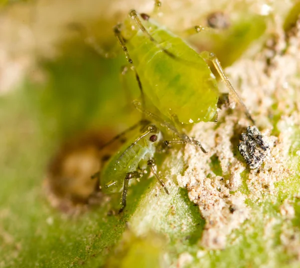 Extreme Vergrößerung Grüne Blattläuse Einer Pflanze — Stockfoto