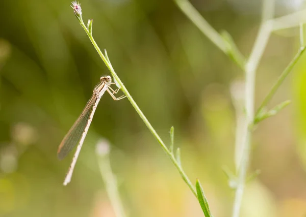 Dragonfly Nature Macro Park Nature — Stock Photo, Image