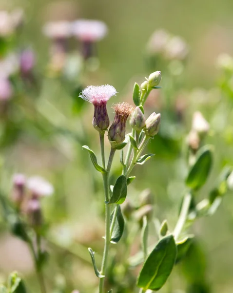 Mooie Kleine Bloemen Natuur Het Park Natuur — Stockfoto