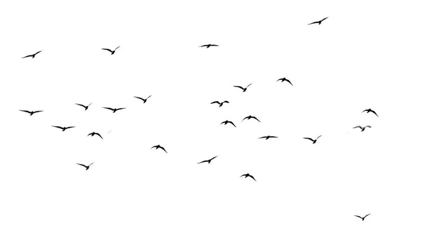 白い背景の鳥の群れのシルエット — ストック写真