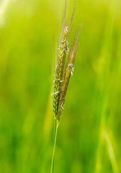 Doğada Buğday Yeşili Kulaklar Doğadaki Parkta — Stok fotoğraf