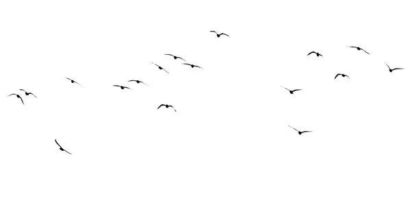 Silhouette Flock Birds White Background — Stock Photo, Image