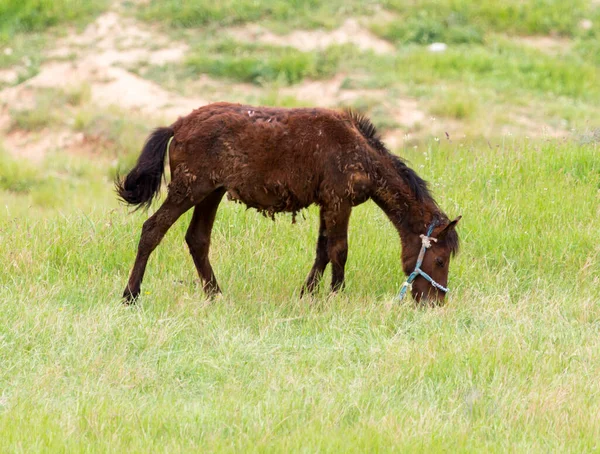 Häst Betesmark Naturen — Stockfoto