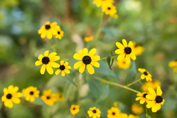 Krásná Žlutá Květina Přírodě Parku Přírodě — Stock fotografie