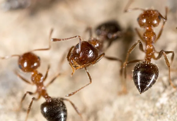 Karınca Yerde Makro Doğadaki Parkta — Stok fotoğraf