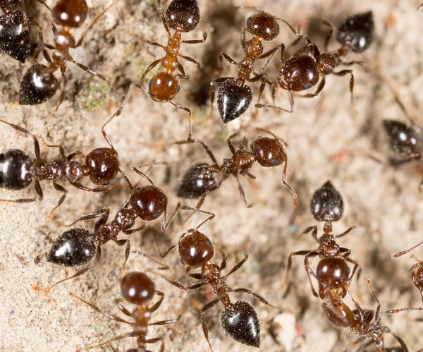 Karınca Yerde Makro Doğadaki Parkta — Stok fotoğraf