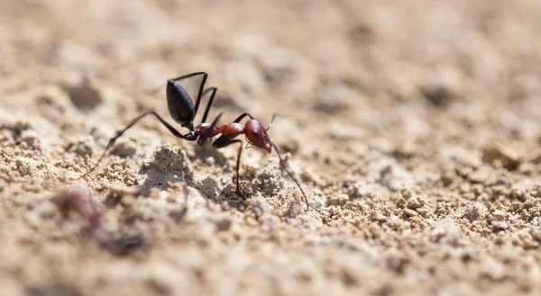 Kuru Zeminde Karınca Makro Doğadaki Parkta — Stok fotoğraf