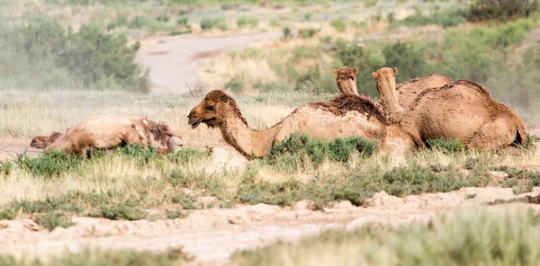 Camelos Jazem Natureza — Fotografia de Stock