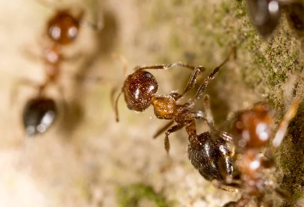 Karınca Yerde Makro Doğadaki Parkta — Stok fotoğraf