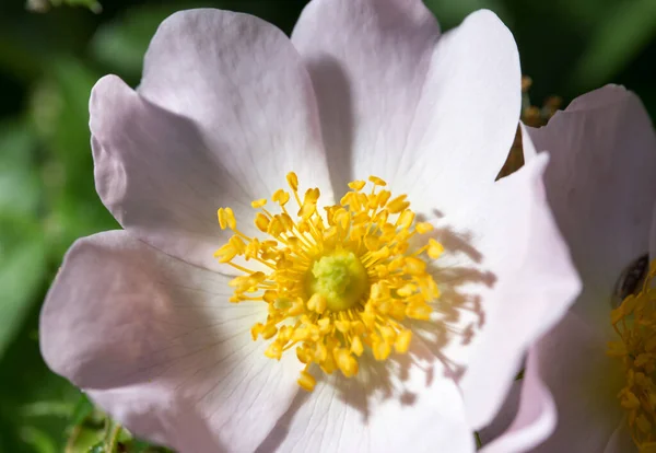 Belle Fleur Blanche Dans Nature Dans Parc Dans Nature — Photo