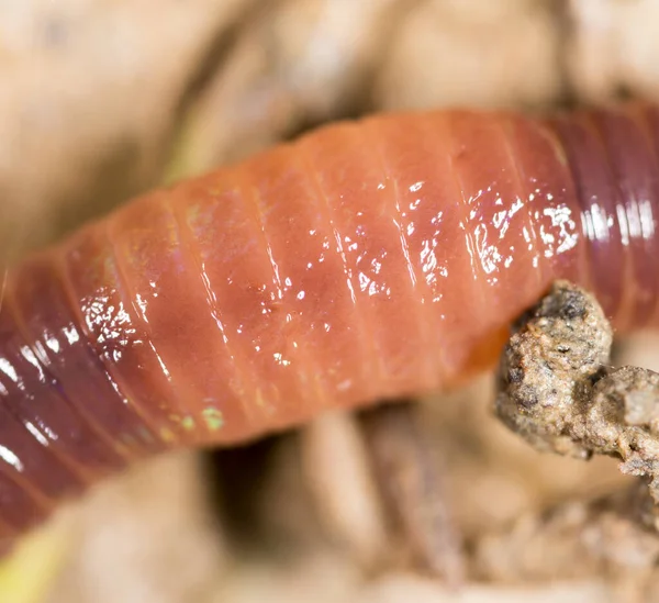 Worm Nature Super Macro Park Nature — Stock Photo, Image