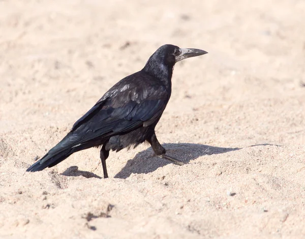 Schwarze Krähe Sand Park Der Natur — Stockfoto