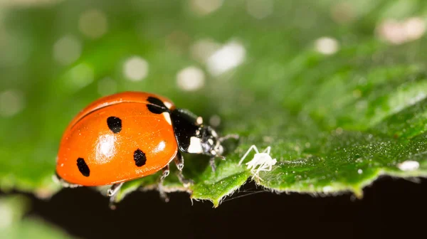 Mariquita Una Planta Naturaleza — Foto de Stock