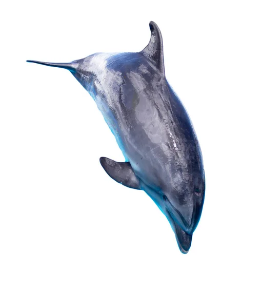 Delfin Odizolowany Białym Tle Parku Przyrodzie — Zdjęcie stockowe
