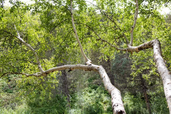 Větev Stromu Přírodě Jako Pozadí — Stock fotografie
