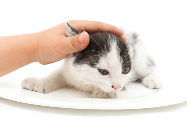 Doninha Gatinho Mão Fundo Branco — Fotografia de Stock