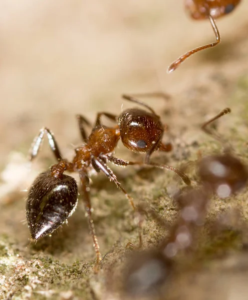 Ant Ground Macro Park Nature — Stock Photo, Image