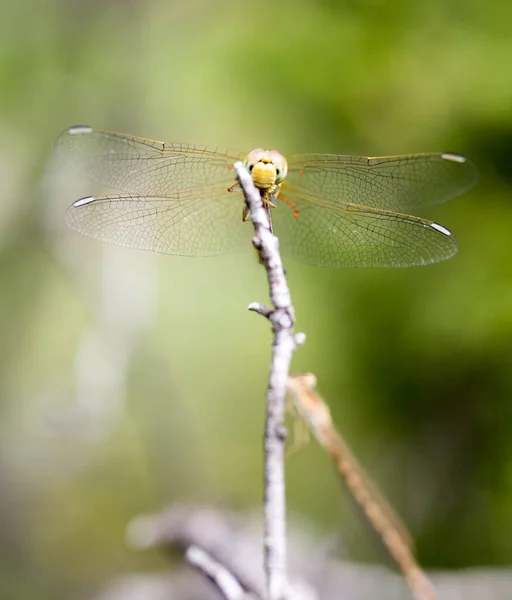 蜻蜓在自然界中 在大自然的公园里 — 图库照片