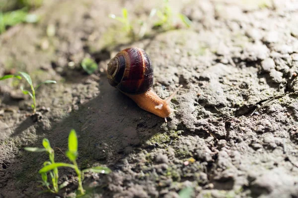 Snail Ground Nature Park Nature — Stock Photo, Image