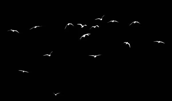 Silueta Una Bandada Aves Sobre Fondo Negro —  Fotos de Stock