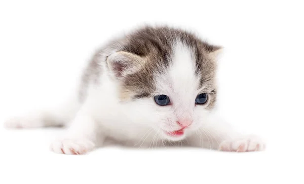 Beyaz Arka Planda Küçük Bir Kedi Yavrusu Doğadaki Parkta — Stok fotoğraf