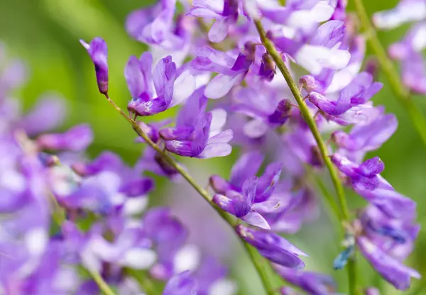 Mooie Blauwe Bloem Natuur Het Park Natuur — Stockfoto