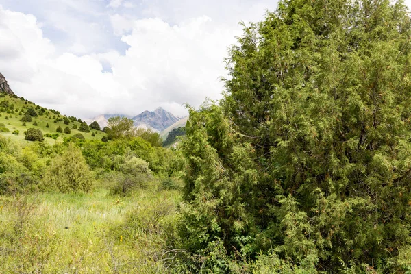 Thuja Doğadaki Dağlarda Doğadaki Parkta — Stok fotoğraf