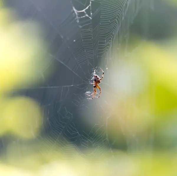 Spin Een Web Natuur Het Park Natuur — Stockfoto