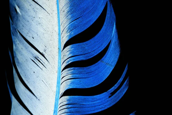黑色背景上的蓝色羽毛 抽象纹理的照片 — 图库照片