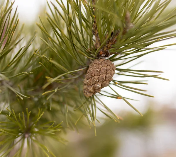 Bump Tree Nature Park Nature — Stock Photo, Image