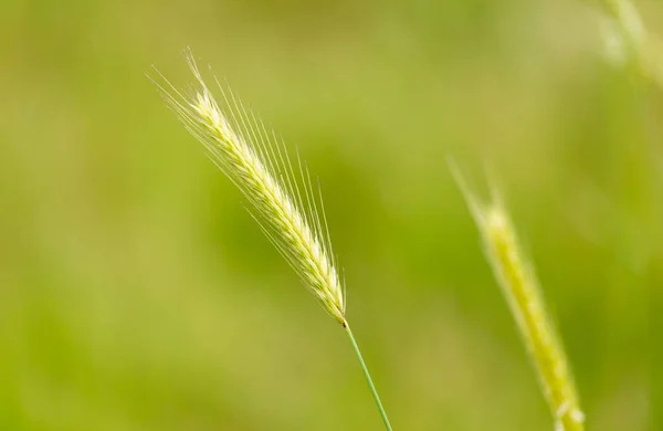 Doğada Buğday Yeşili Kulaklar Doğadaki Parkta — Stok fotoğraf