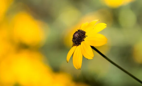 Bellissimo Fiore Giallo Natura Nel Parco Nella Natura — Foto Stock