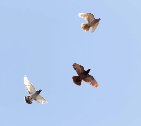 Flock Pigeons Blue Sky Park Nature — Stock Photo, Image