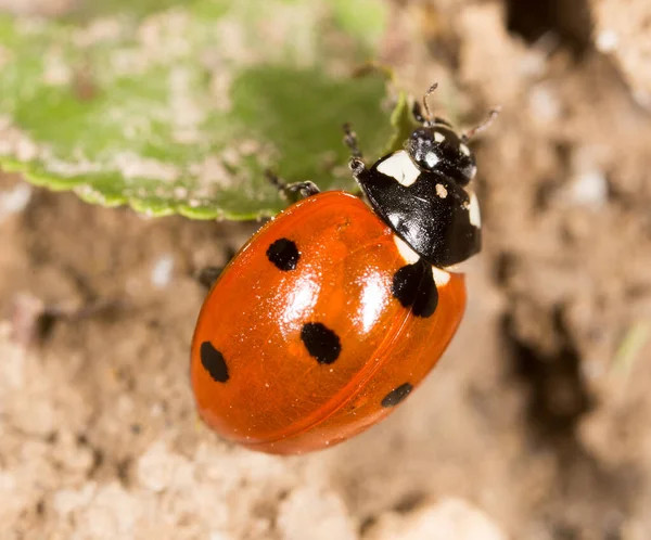 Ladybug Ground Nature Park Nature — Stock Photo, Image