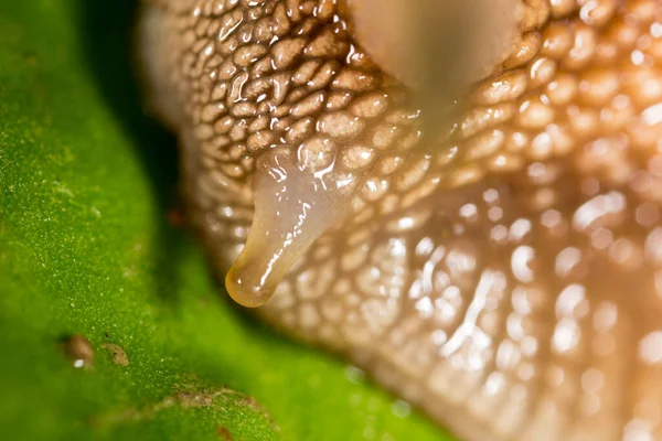 Détail Escargot Dans Nature Super Macro — Photo
