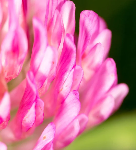 Rode Klaver Bloem Natuur Het Park Natuur — Stockfoto