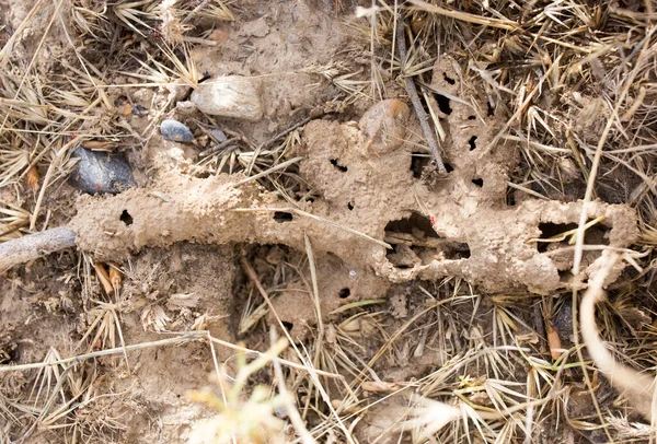 蚂蚁在地面上筑巢 在大自然的公园里 — 图库照片