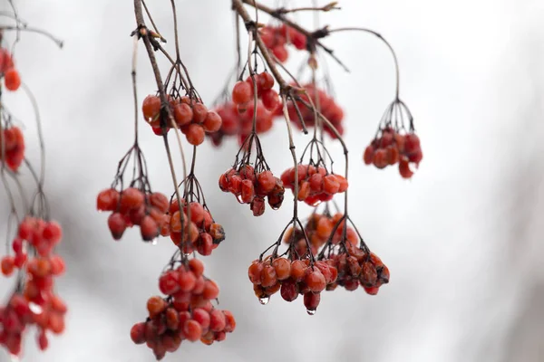 Kışın ağaçta kırmızı viburnum .