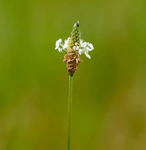 Blütenstiel Auf Gras Park Der Natur — Stockfoto