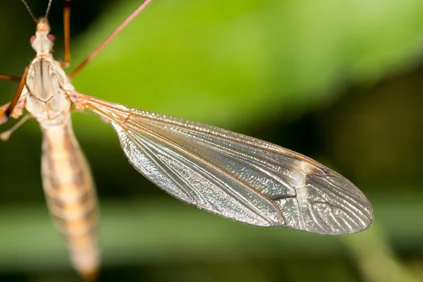 Mosquito Nature Macro Park Nature — Stock Photo, Image