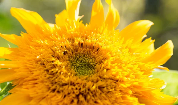 Gyönyörű Sárga Virág Napraforgó Természetben — Stock Fotó