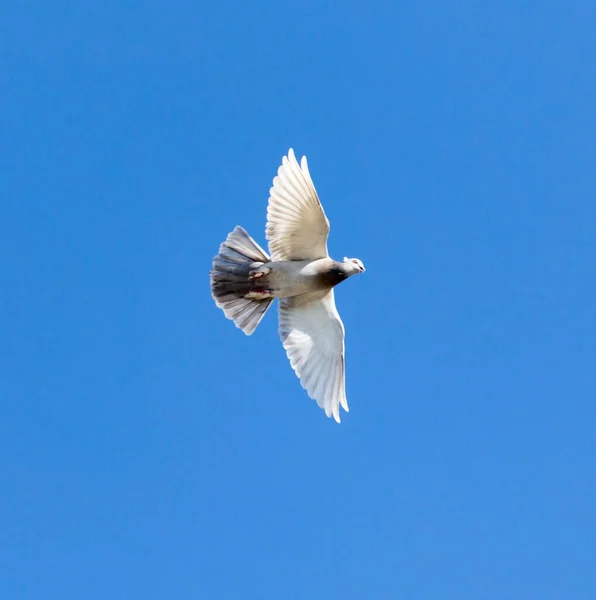 Eine Taube Blauen Himmel Park Der Natur — Stockfoto