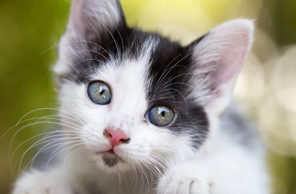 Vacker Liten Kattunge Naturen Parken Naturen — Stockfoto