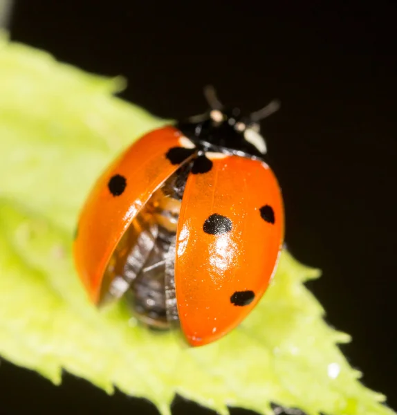 Coccinelle Sur Une Plante Dans Nature — Photo