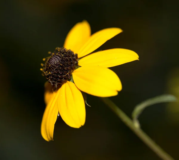 Bellissimo Fiore Giallo Natura Nel Parco Nella Natura — Foto Stock