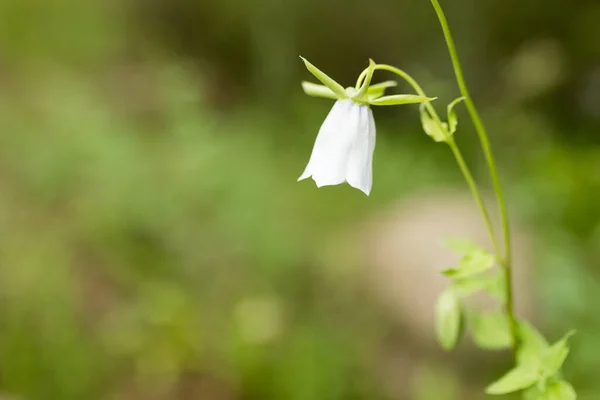 Beautiful White Flower Nature Park Nature — Stock Photo, Image