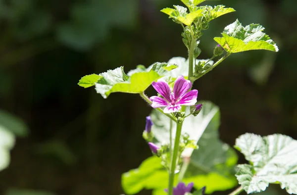 Beautiful Purple Flower Nature Park Nature — Stock Photo, Image