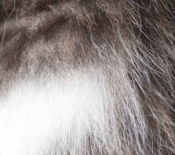 cat fur as background. texture . Photo of an abstract texture