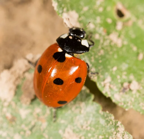 Coccinelle Sur Une Plante Dans Nature — Photo